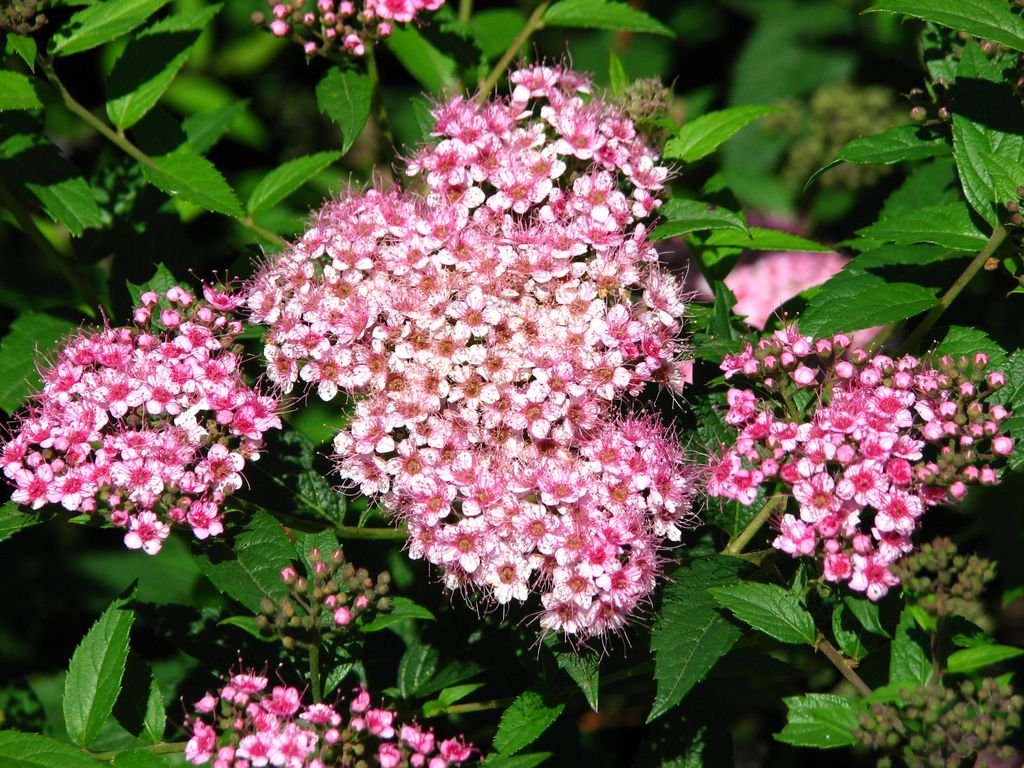 Spireia-do-Japão 'Bumalda' (Spiraea japonica 'Bumalda')