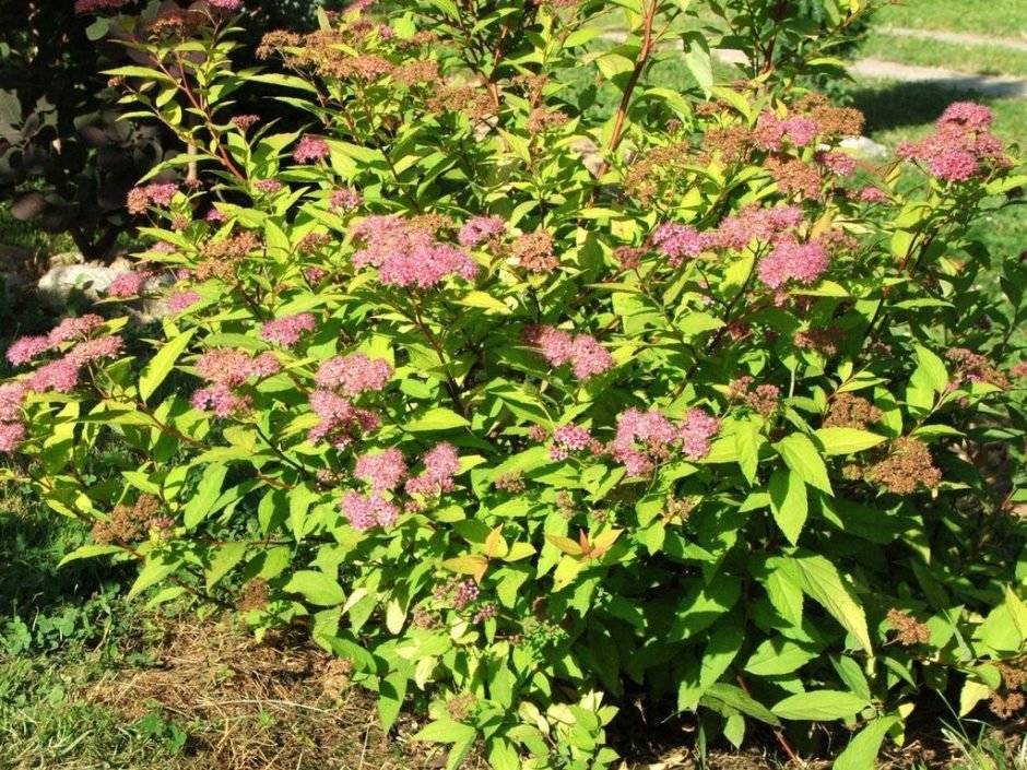 Como plantar Spireia-do-Japão 'Bumalda' (Spiraea japonica 'Bumalda')_1