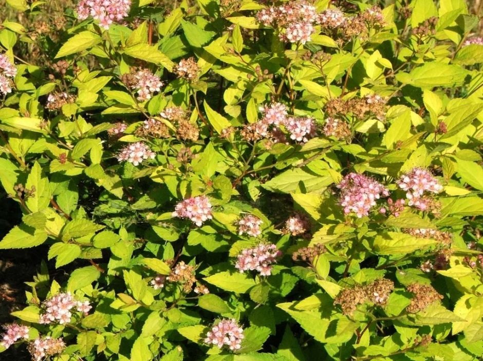 Onde plantar Spireia-do-Japão 'Bumalda' (Spiraea japonica 'Bumalda')_2