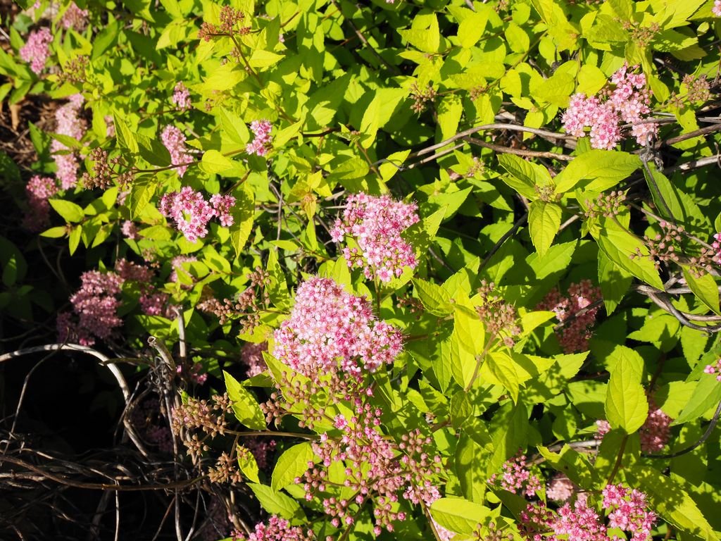 Spireia-do-Japão 'Gold Mound' (Spiraea japonica 'Gold Mound')