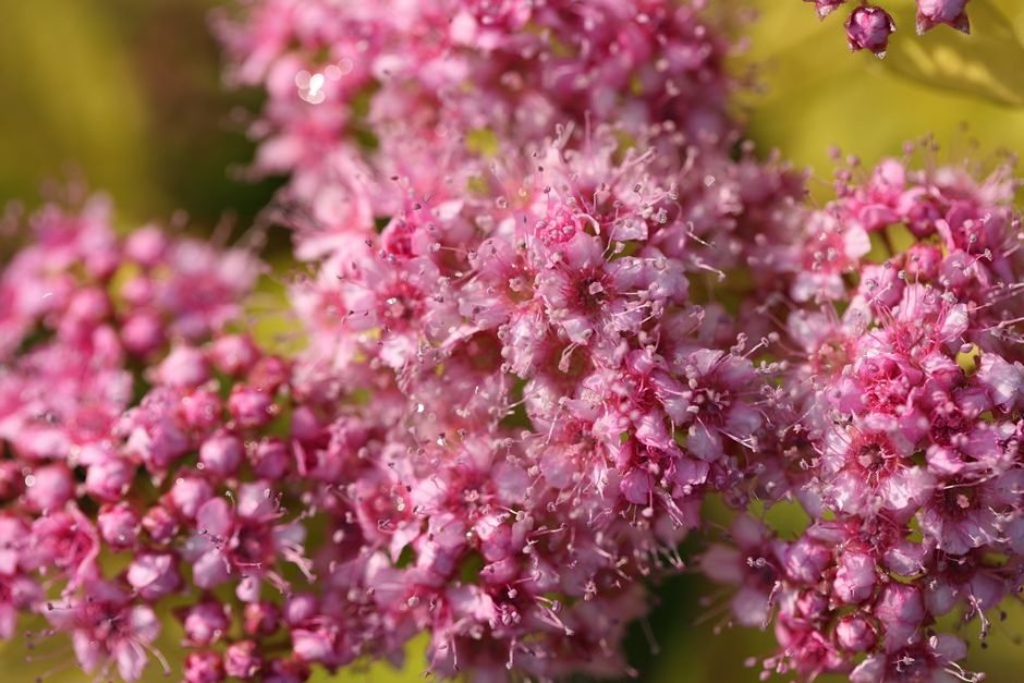 Como plantar Spireia-do-Japão 'Gold Mound' (Spiraea japonica 'Gold Mound')_1