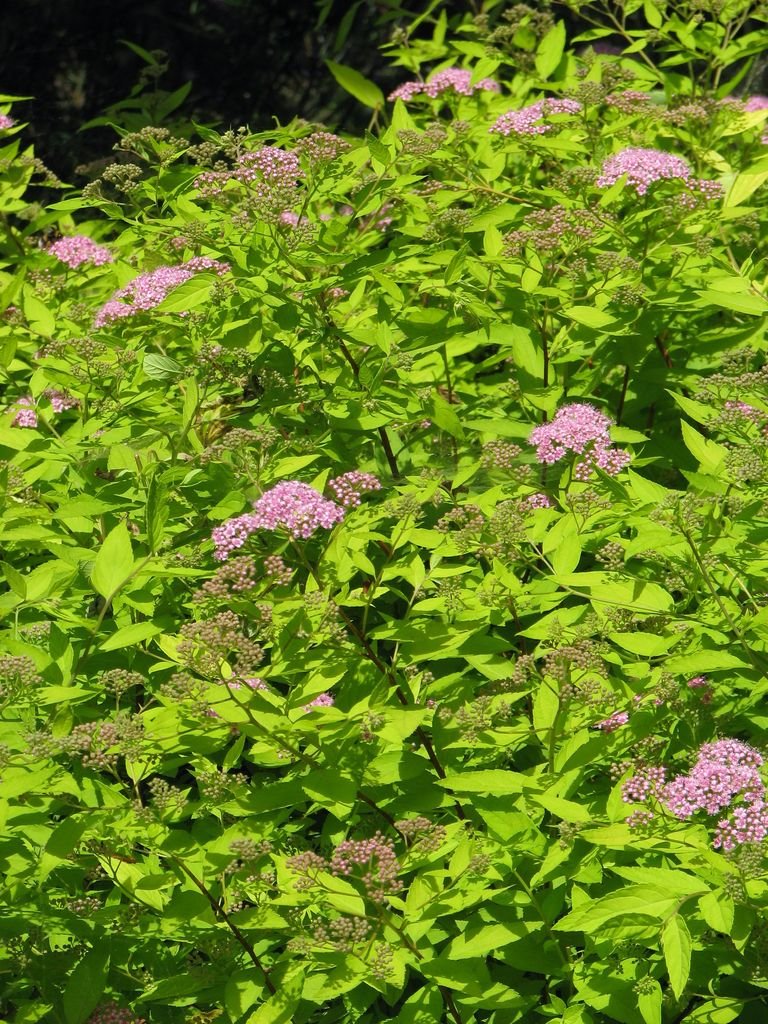 Onde plantar Spireia-do-Japão 'Gold Mound' (Spiraea japonica 'Gold Mound')_2