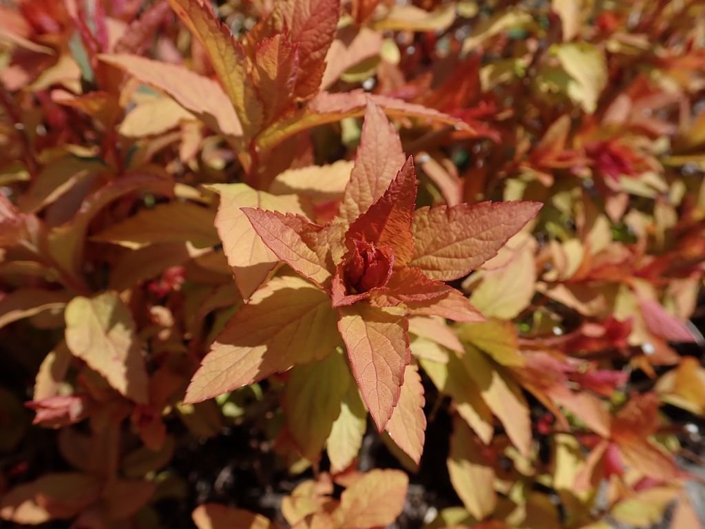 Spireia-do-Japão 'Goldflame' (Spiraea japonica 'Goldflame')