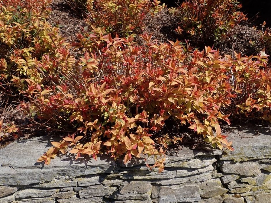 Como plantar Spireia-do-Japão 'Goldflame' (Spiraea japonica 'Goldflame')_1