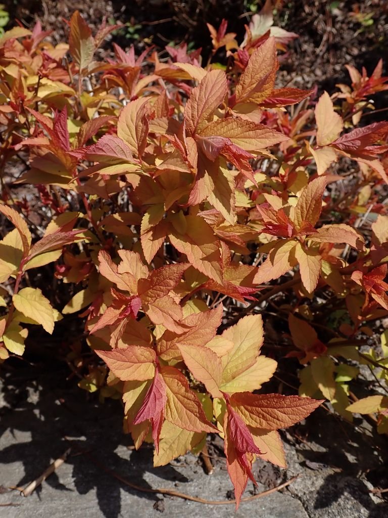 Onde plantar Spireia-do-Japão 'Goldflame' (Spiraea japonica 'Goldflame')_2
