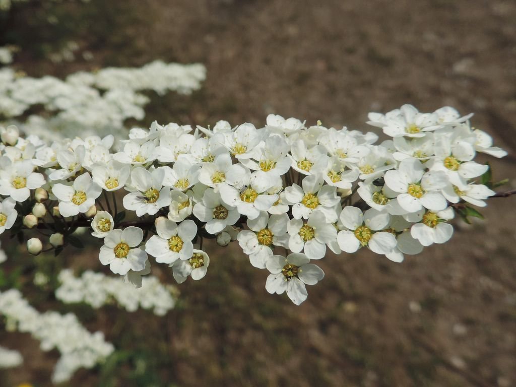 Spireia-do-Japão 'Grefsheim' (Spiraea × cinerea 'Grefsheim')