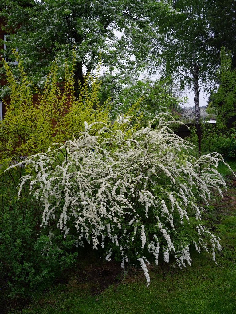 Como plantar Spireia-do-Japão 'Grefsheim' (Spiraea × cinerea 'Grefsheim')_1