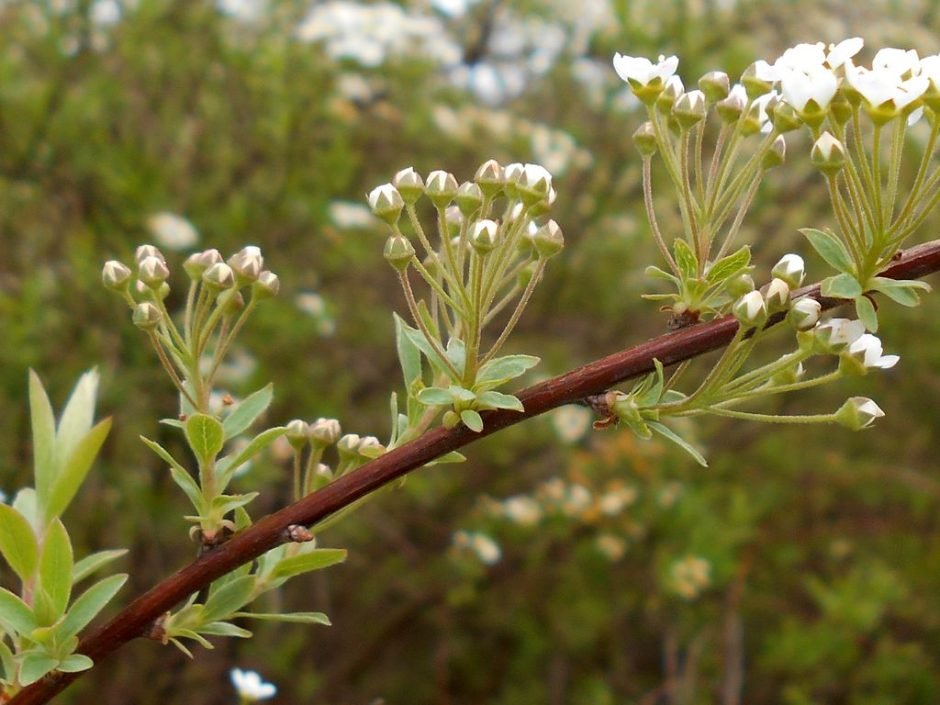 Onde plantar Spireia-do-Japão 'Grefsheim' (Spiraea × cinerea 'Grefsheim')_2