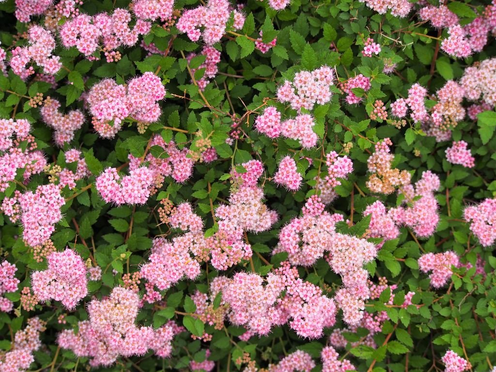 Spireia-do-Japão 'Nana' (Spiraea japonica 'Nana')