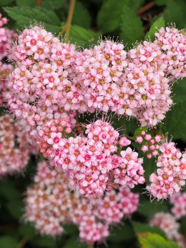 Como plantar Spireia-do-Japão 'Nana' (Spiraea japonica 'Nana')_1
