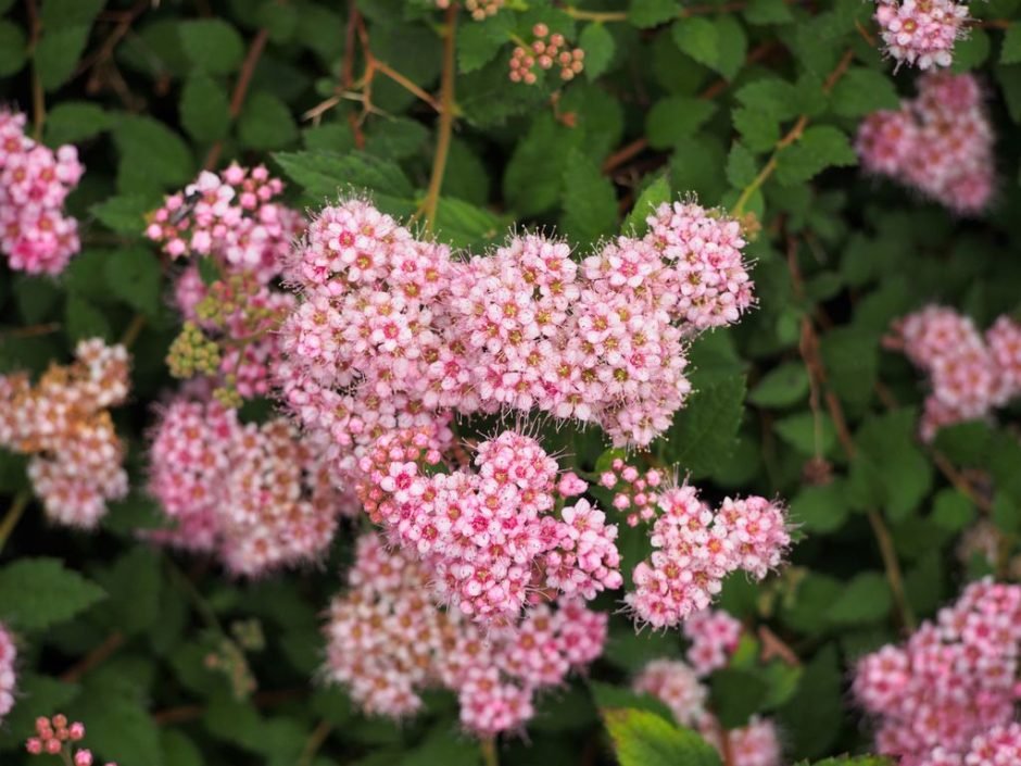 Onde plantar Spireia-do-Japão 'Nana' (Spiraea japonica 'Nana')_2