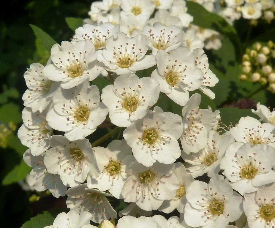 Spireia-do-Japão 'Snowmound' (Spiraea nipponica 'Snowmound')