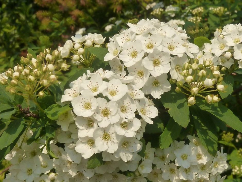 Onde plantar Spireia-do-Japão 'Snowmound' (Spiraea nipponica 'Snowmound')_2