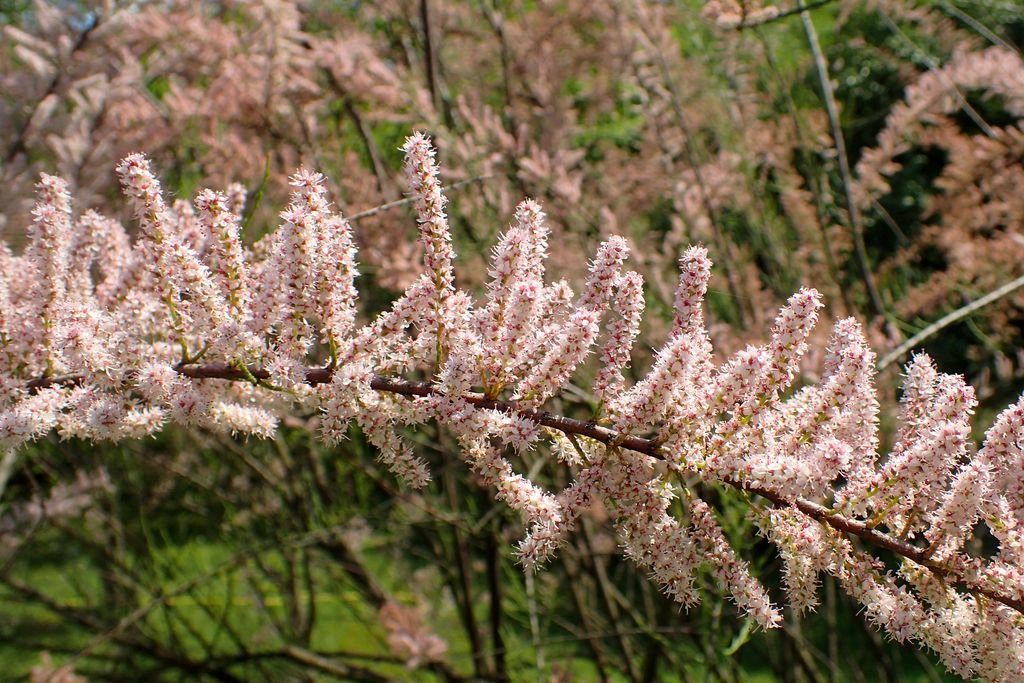 Tamargueira (Tamarix parviflora)