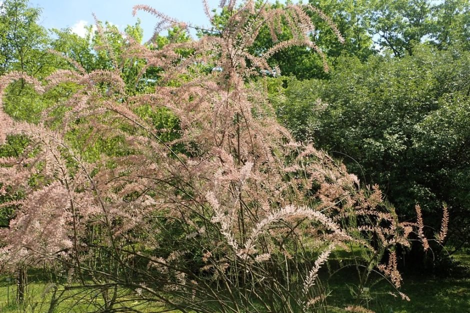 Como plantar Tamargueira (Tamarix parviflora)_1
