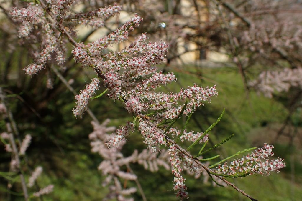 Tamarix tetrandra (Tamarix tetrandra)