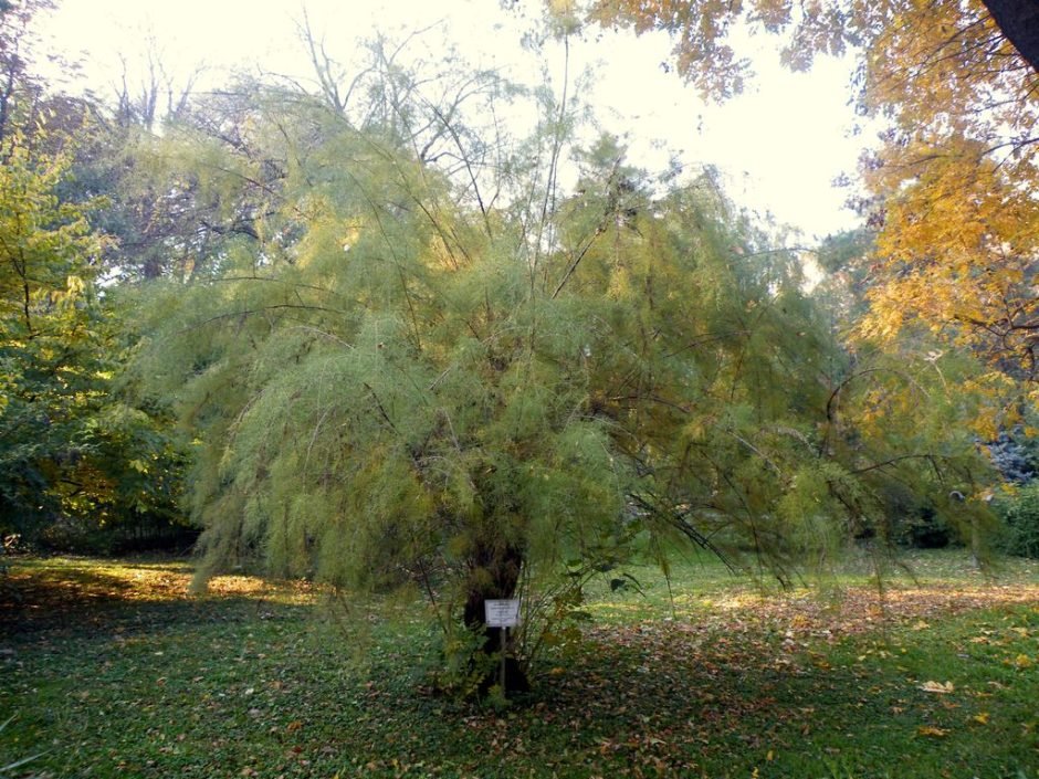 Como plantar Tamarix tetrandra (Tamarix tetrandra)_1