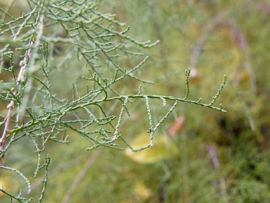 Onde plantar Tamarix tetrandra (Tamarix tetrandra)_2