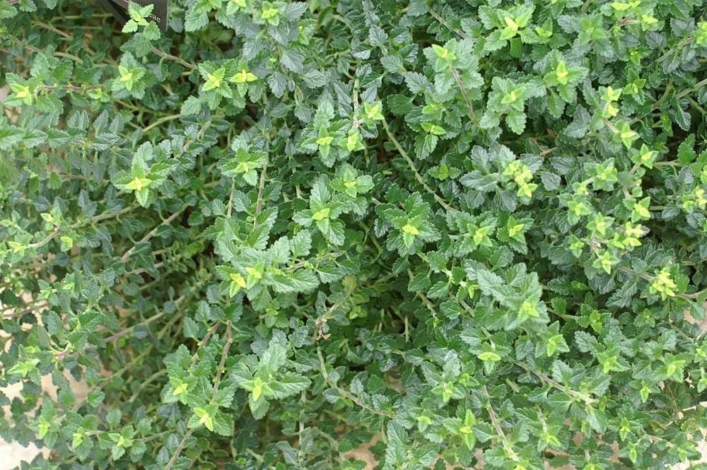 Teucrium chamaedrys L. (Teucrium chamaedrys L.)
