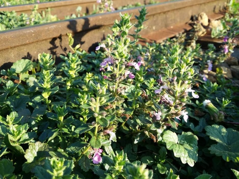 Como plantar Teucrium chamaedrys L. (Teucrium chamaedrys L.)_1