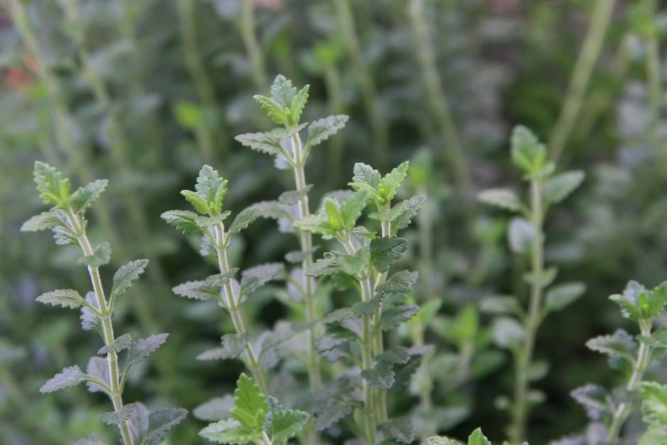 Onde plantar Teucrium chamaedrys L. (Teucrium chamaedrys L.)_2