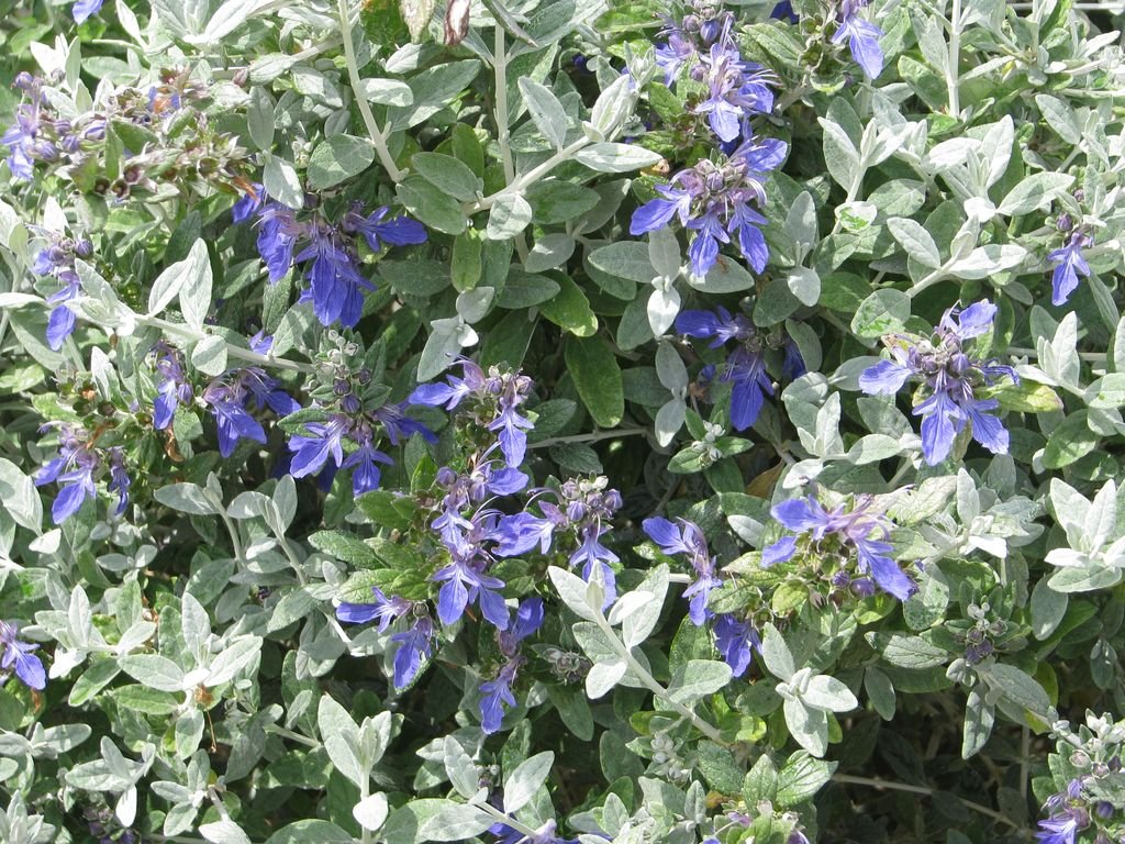 Teucrium fruticans 'Azureum' (Teucrium fruticans 'Azureum')