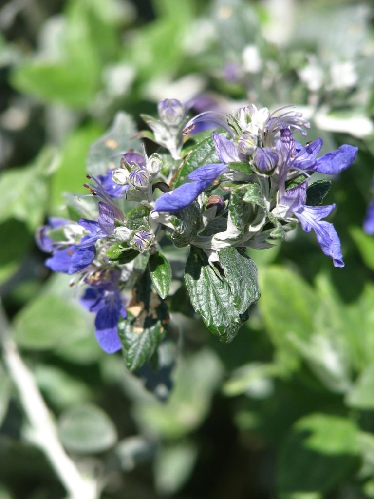 Como plantar Teucrium fruticans 'Azureum' (Teucrium fruticans 'Azureum')_1