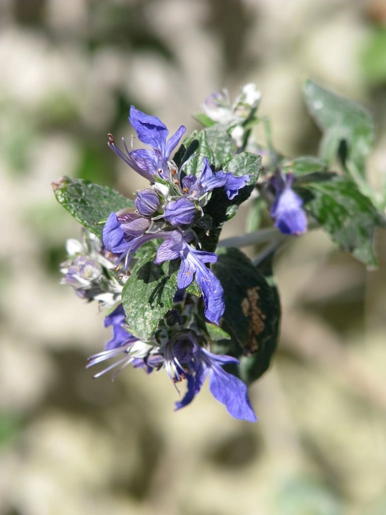Onde plantar Teucrium fruticans 'Azureum' (Teucrium fruticans 'Azureum')_2