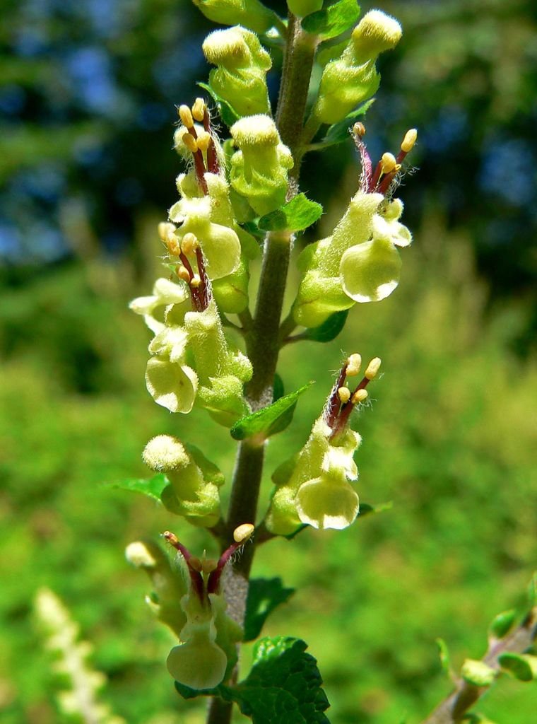 Teucrium scorodonia 'Crispum' (Teucrium scorodonia 'Crispum')