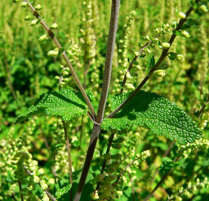 Como plantar Teucrium scorodonia 'Crispum' (Teucrium scorodonia 'Crispum')_1
