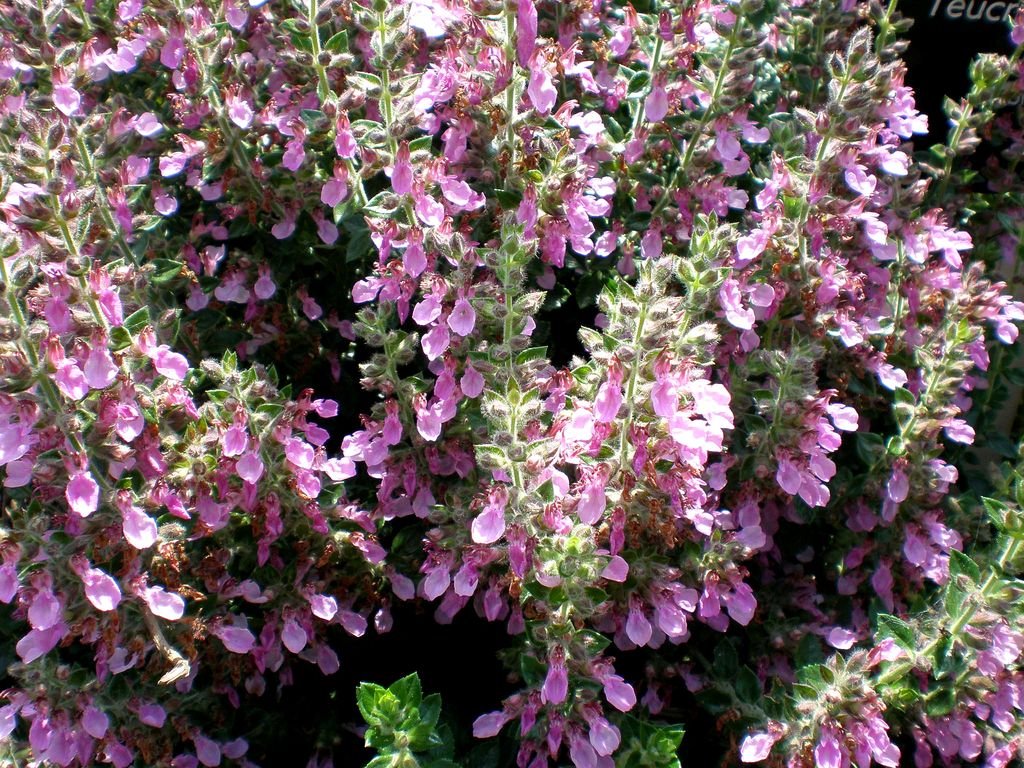 Teucrium × lucidrys (Teucrium × lucidrys)