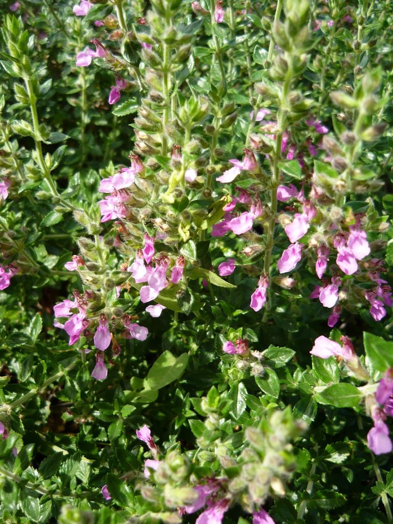 Como plantar Teucrium × lucidrys (Teucrium × lucidrys)_1