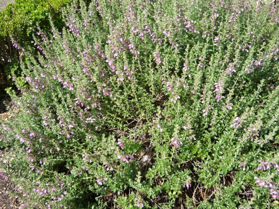 Onde plantar Teucrium × lucidrys (Teucrium × lucidrys)_2