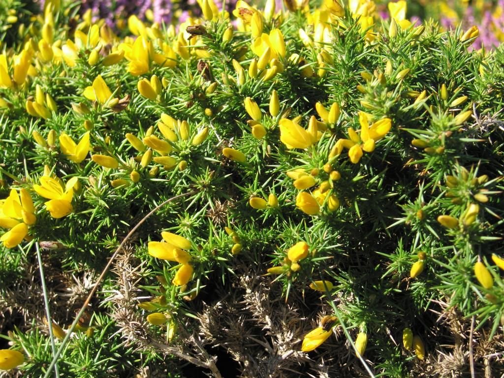 Ulex gallii (Ulex gallii)