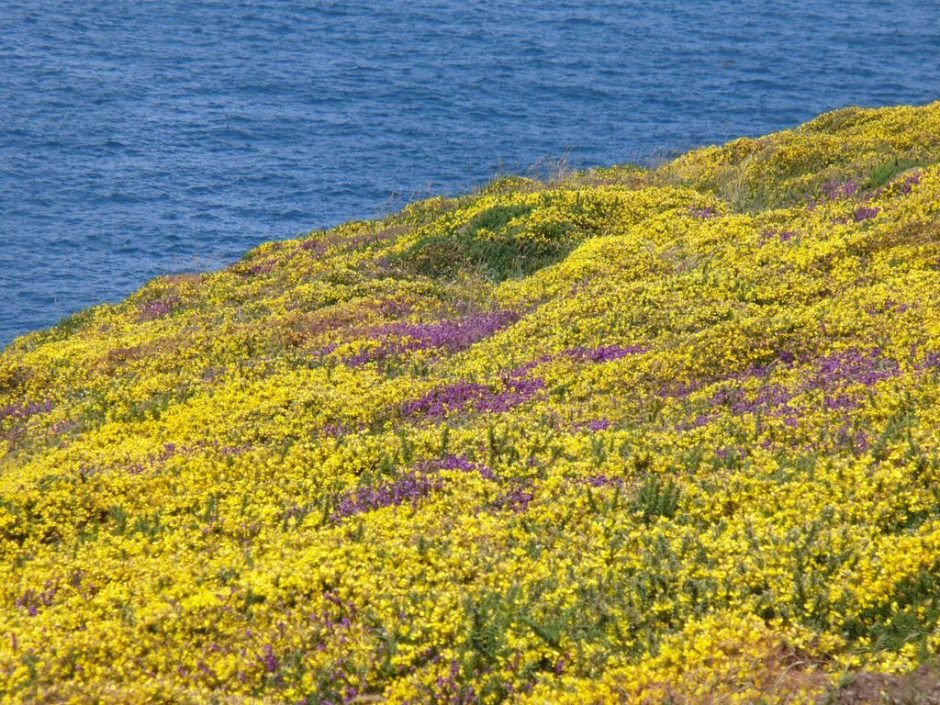 Como plantar Ulex gallii (Ulex gallii)_1