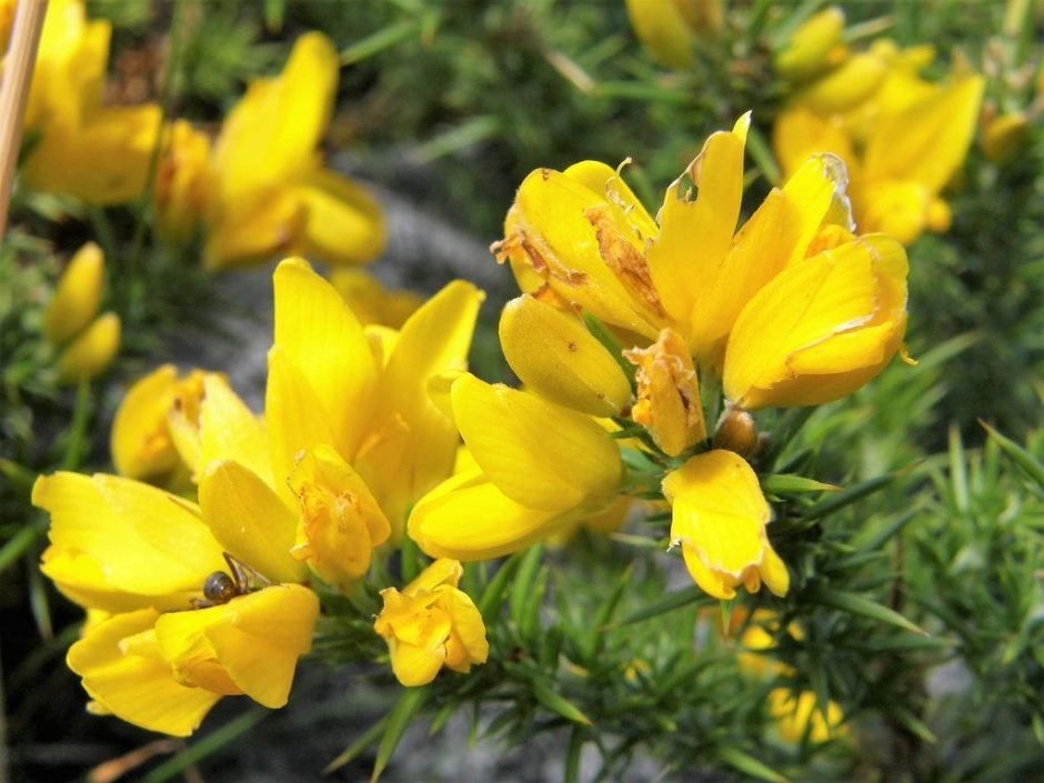 Onde plantar Ulex gallii (Ulex gallii)_2