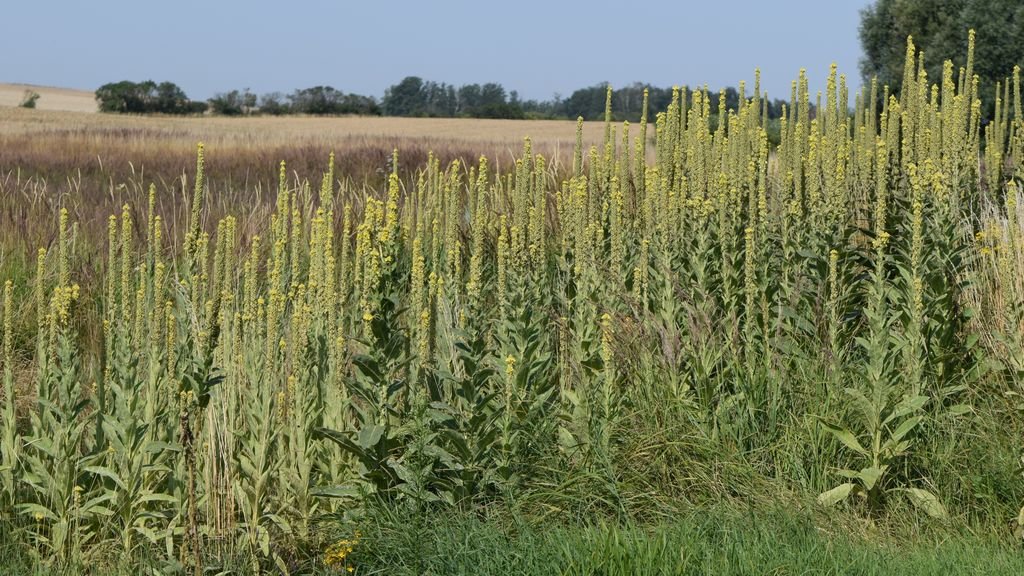 Verbasco (Verbascum thapsus)
