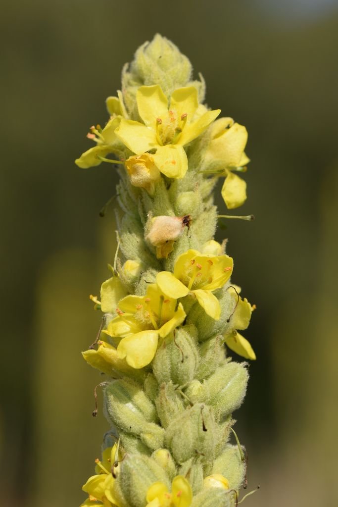 Como plantar Verbasco (Verbascum thapsus)_1