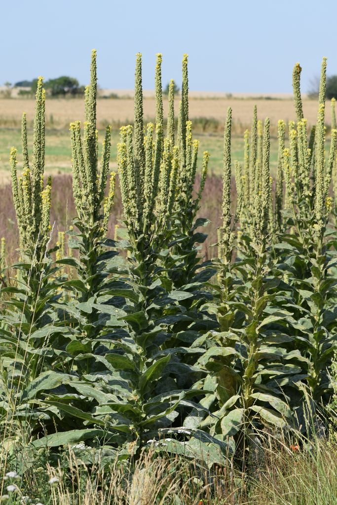 Onde plantar Verbasco (Verbascum thapsus)_2