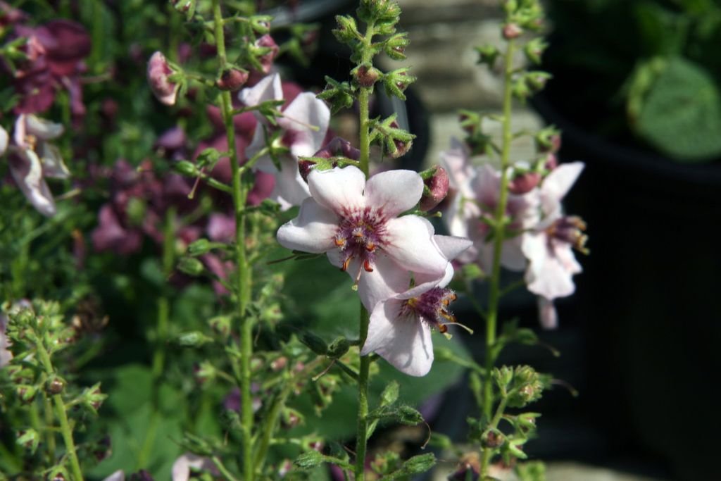 Verbascum 'Jackie' (Verbascum 'Jackie')