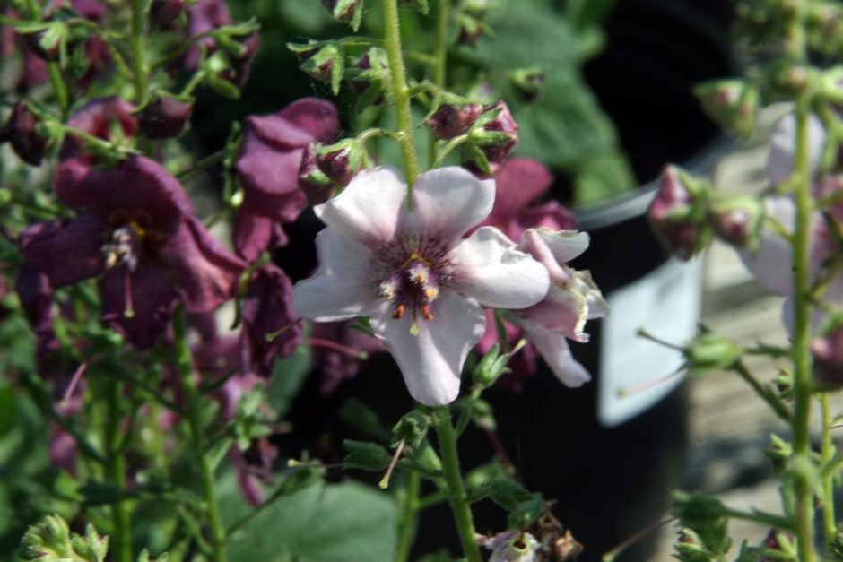 Como plantar Verbascum 'Jackie' (Verbascum 'Jackie')_1