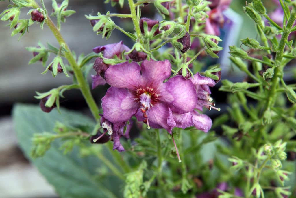 Verbascum 'Plum Smokey' (Verbascum 'Plum Smokey')