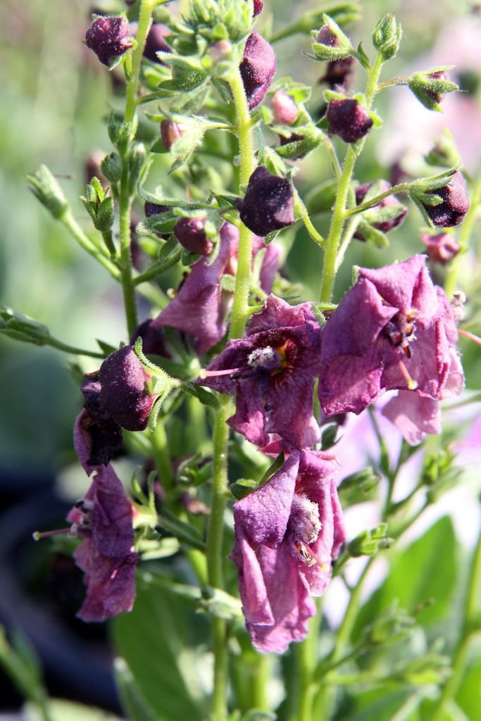 Como plantar Verbascum 'Plum Smokey' (Verbascum 'Plum Smokey')_1