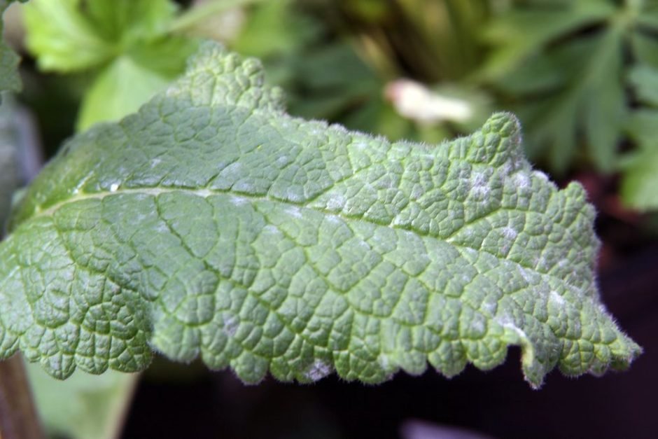 Como plantar Verbascum 'Raspberry Ripple' (Verbascum 'Raspberry Ripple')_1