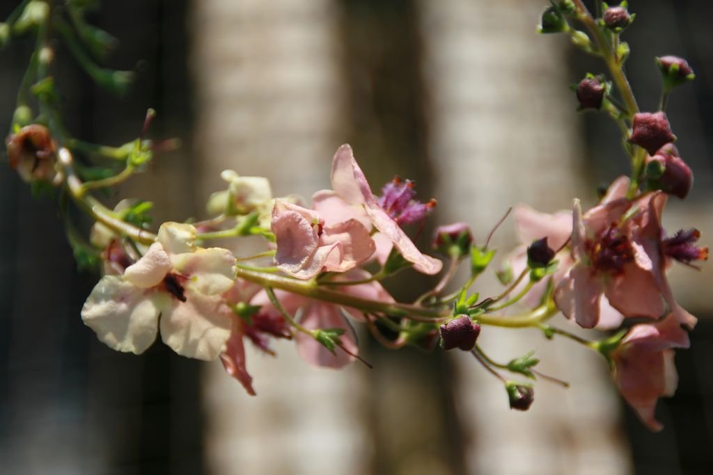 Verbascum 'Southern Charm' (Verbascum 'Southern Charm')