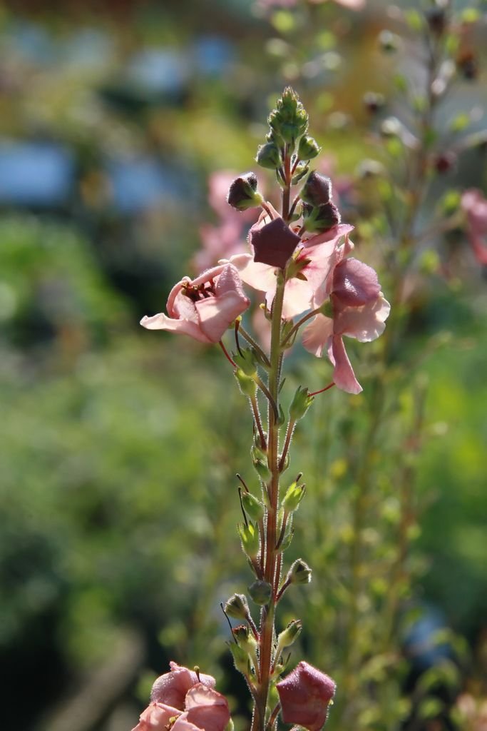 Onde plantar Verbascum 'Southern Charm' (Verbascum 'Southern Charm')_2