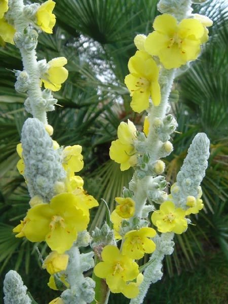 Verbascum bombyciferum (Verbascum bombyciferum)
