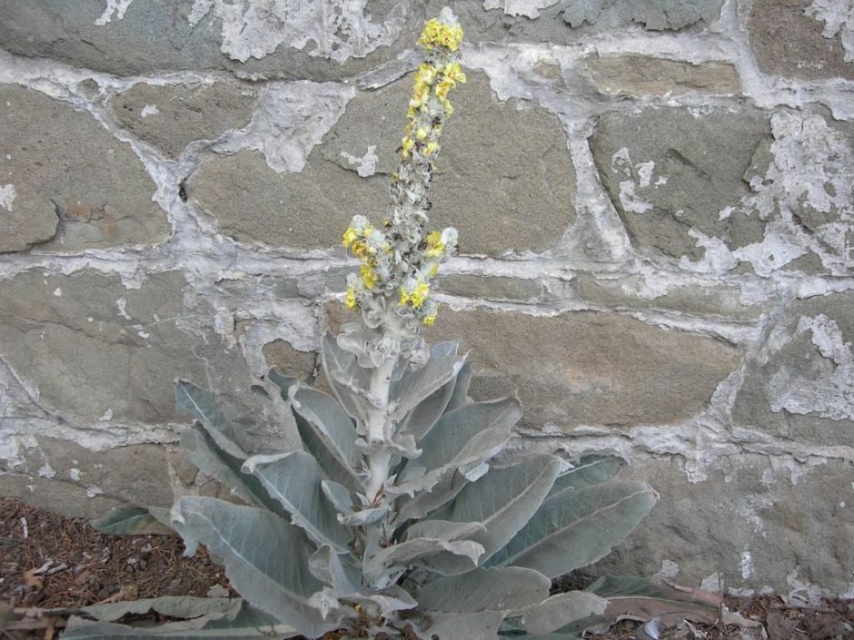 Como plantar Verbascum bombyciferum (Verbascum bombyciferum)_1
