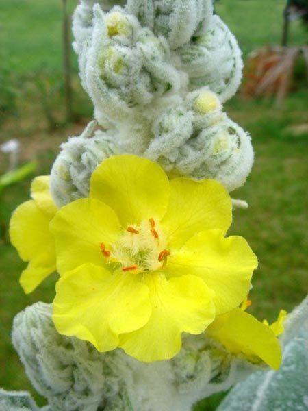 Onde plantar Verbascum bombyciferum (Verbascum bombyciferum)_2