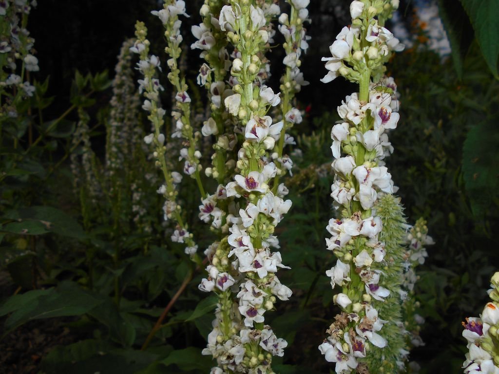 Verbascum chaixii 'Album' (Verbascum chaixii 'Album')